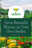 Udanta Imported Flower Seeds - Geranium Geranio Zonale All Season Flower Seeds - Qty 0.2Gm (Mix) Pack of 5 Pkt