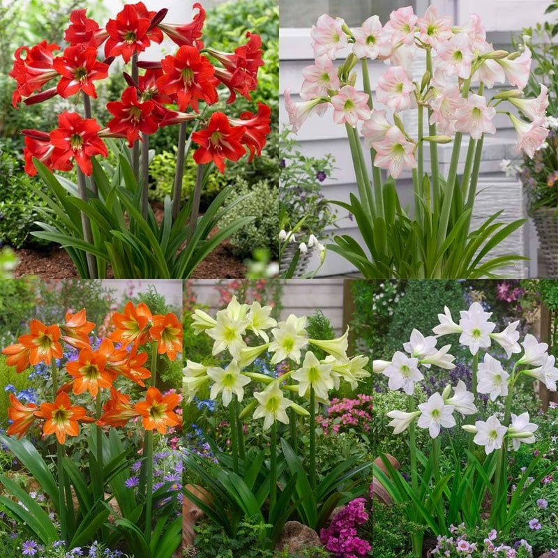 Plantogallery  I Amaryllis Lily Single Multi-color Flower Bulbs Pack Of 5