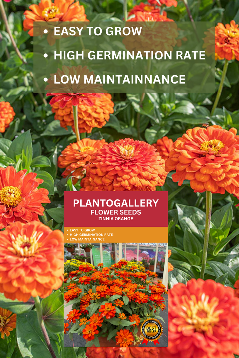 Plantogallery  Zinnia Orange Color Flower Seeds