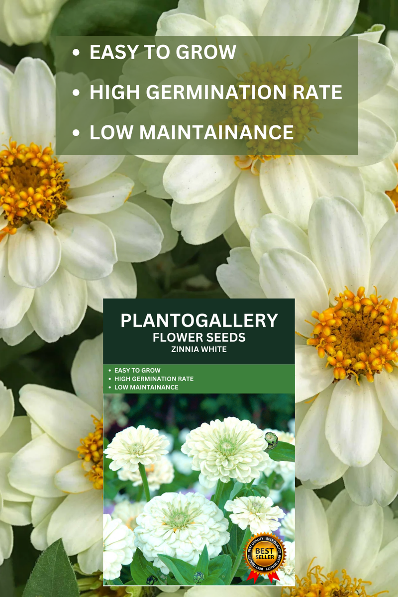 Plantogallery Zinnia White Color Flower Seeds