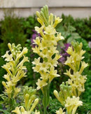 Plantogallery Premium Tall Yellow Tuberose Flower Bulbs - Pack Of 1