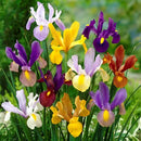 Dutch Iris Mix Color Flower Bulbs for Home Gardening