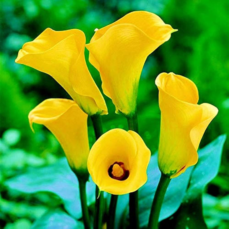 Calla Lily Flower Bulbs (Yellow)