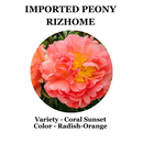 Imported Peony Flower Bulbs ( Kanas)  | Buy Original Peony Bulbs Online – Plantogallery