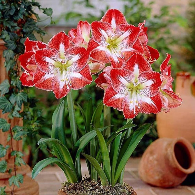 Amaryllis Lily Minerva Variety (Pink White)