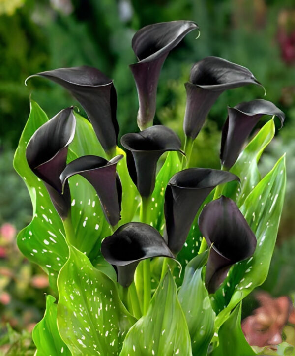 Calla Lily Flower Bulbs (Black)