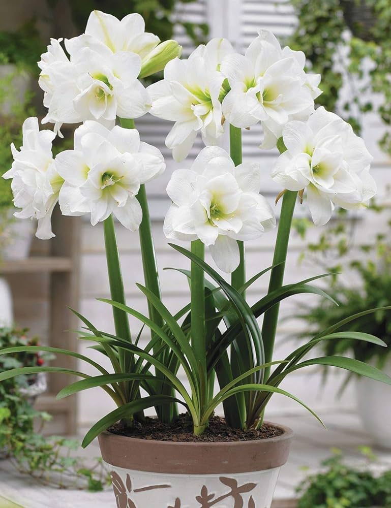 Amaryllis Lily Double Flower Bulbs (White)
