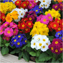 Primula Piano Mix Flower Imported 20 Seeds