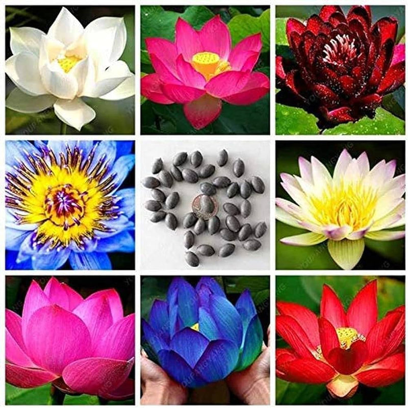 Plantogallery Lotus Flower Seeds For Home Gardening Pack Of 10 Seeds