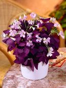 Oxalis Flowering Plant – Perfect for Terrace & Balcony Gardening
