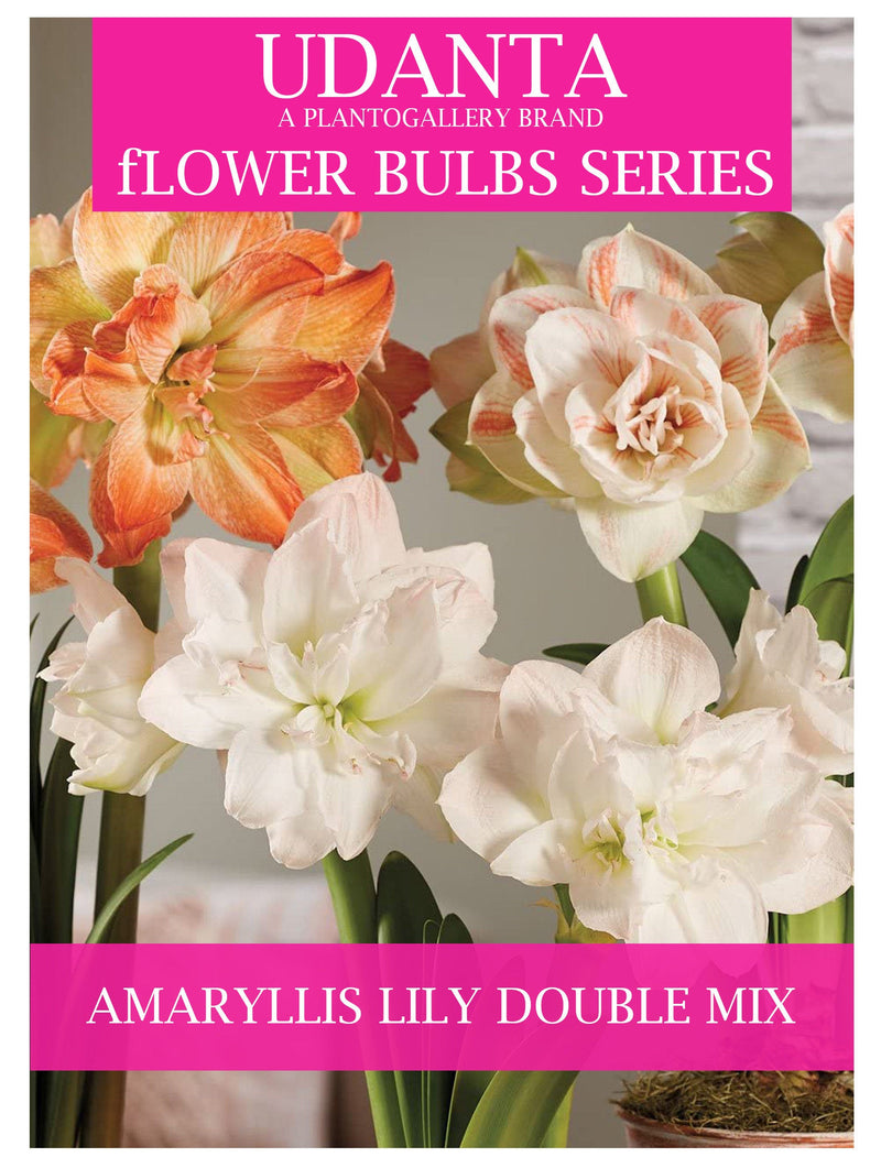 Udanta Double Amaryllis Lily Multicolor Flower For All Season - Pack of 20 Bulbs ( Set OF 5 Pkt)