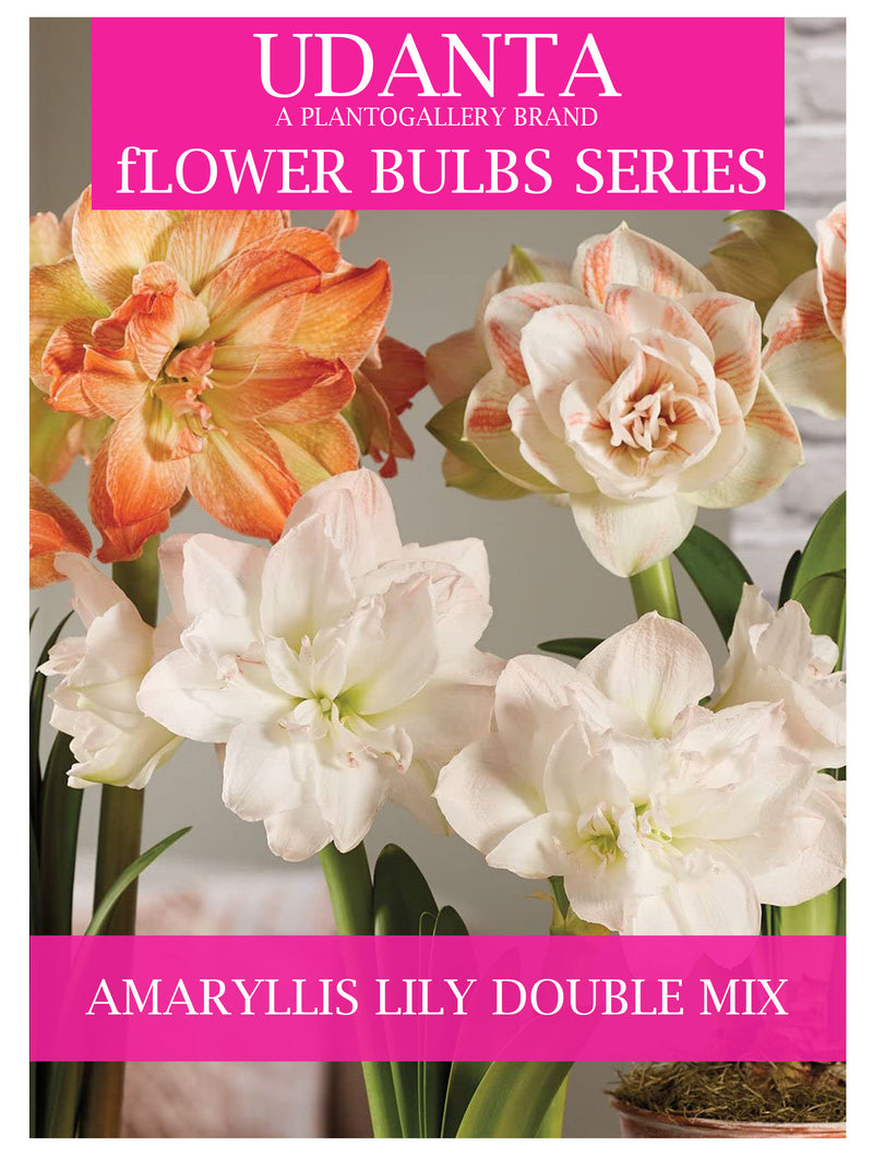 Udanta Double Amaryllis Lily Multicolor Flower For All Season - Pack Of 5 Bulbs