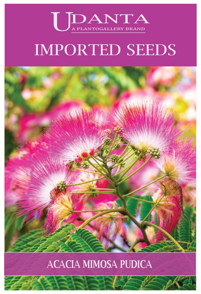 Udanta Imported Flower Seeds - Acacia Mimosa Pudica For All Season Flower Seeds - Qty 3Gm (Pink) Pack of 5 Pkt