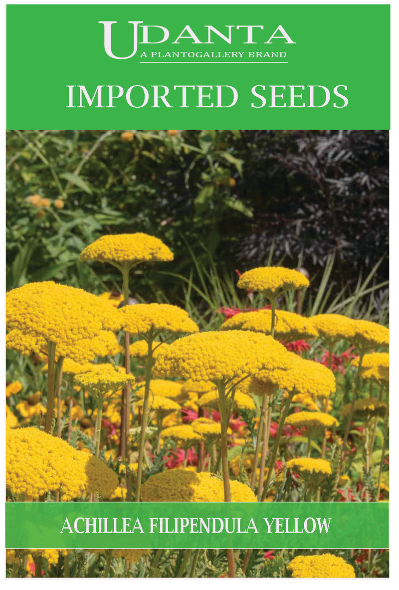 Udanta Imported Flower Seeds - Achillea Filipendula Beautiful Flower Seeds For Home Gadrening - Qty 0.5Gm (Yellow) Pack of 5 Pkt