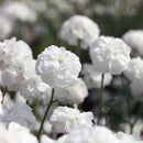 Achillea Ptarmica Marshmallow Flower Pack of 20 Seeds