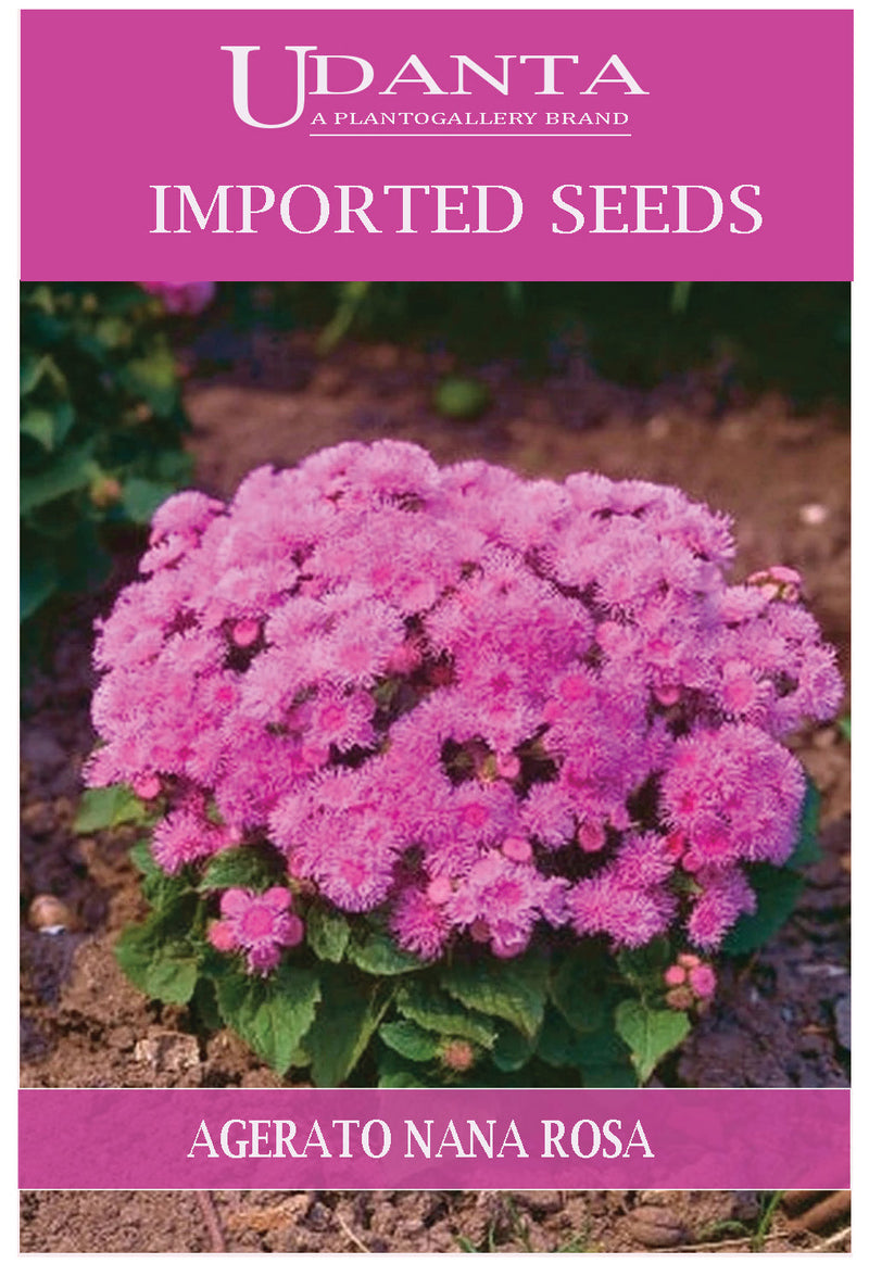 Udanta Imported Flower Seeds - Ageratum Agerato Nano Rosa Flower Seeds - Qty 0.5Gm (Pink) Pack of 2 Pkt