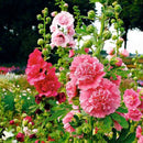 Alcea Rosea Majorette Dwarf (Dbl) Mix Flower Imported 20 Seeds