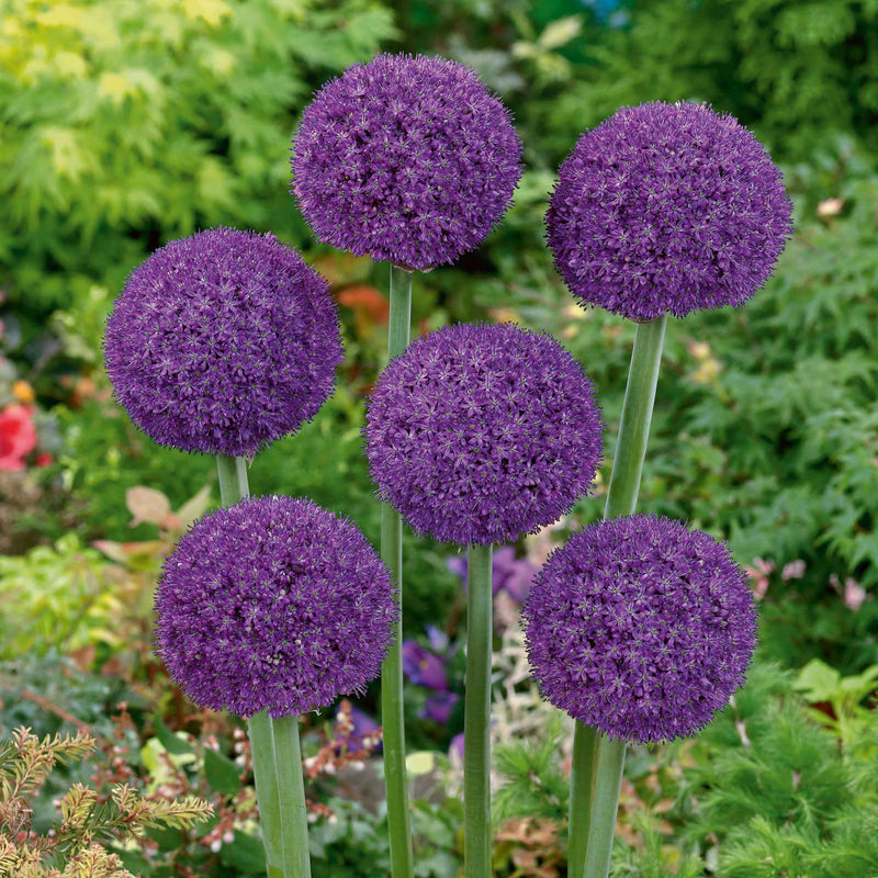 Plantogallery Allium Giant Purple Cut Imported Flower Bulbs Size 12cm+