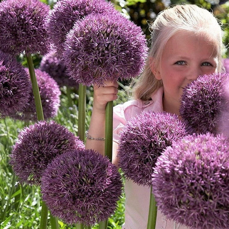 Plantogallery Allium Giant Purple Cut Imported Flower Bulbs Size 12cm+