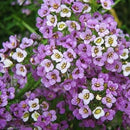 Alyssum Royal Carpet Blue Flower Imported 20 Seeds