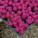 Alyssum Wonderland Deep Purple Imported Flower 20 Seeds