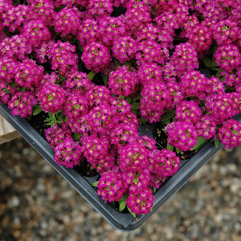 Alyssum Wonderland Deep Purple Imported Flower 20 Seeds