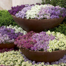 Alyssum Wonderland Mix Flower Imported 20 Seeds