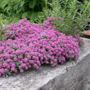 Alyssum Wonderland Pink Flower Imported 20 Seeds