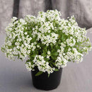 Alyssum Wonderland White Flower Imported 20 Seeds