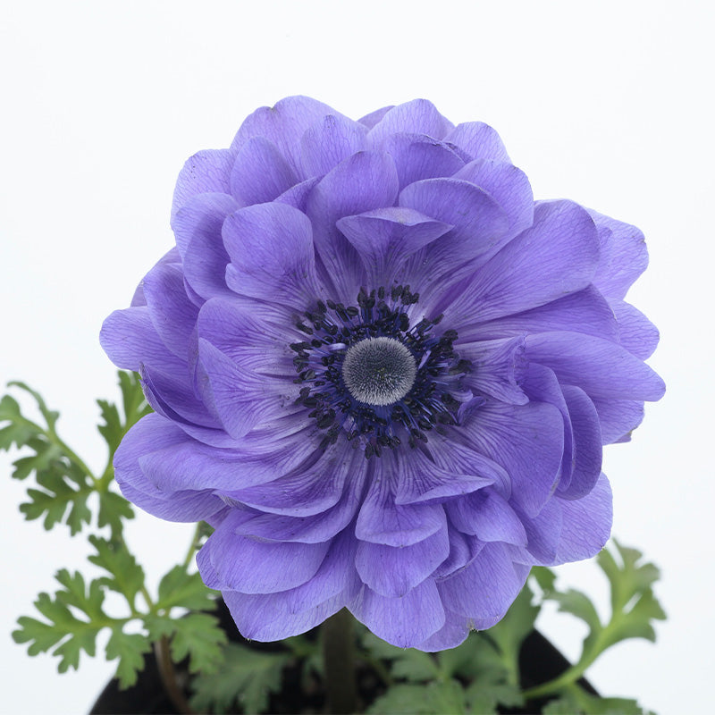Plantogallery Anemone Harmony double Blue Imported Flower Bulbs Size 7/8