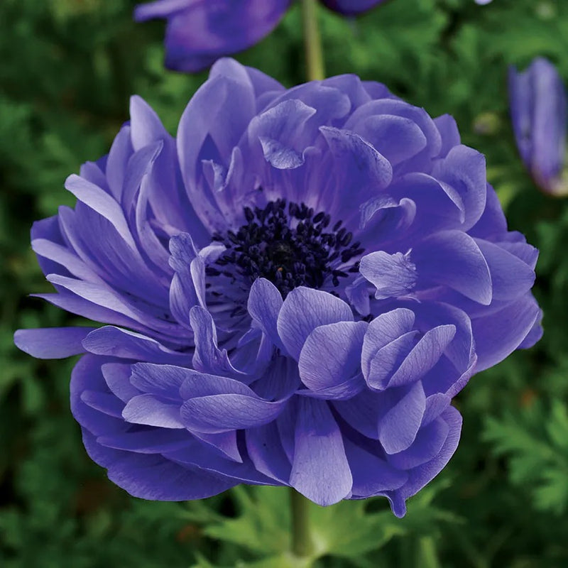 Plantogallery Anemone Harmony double Blue Imported Flower Bulbs Size 7/8