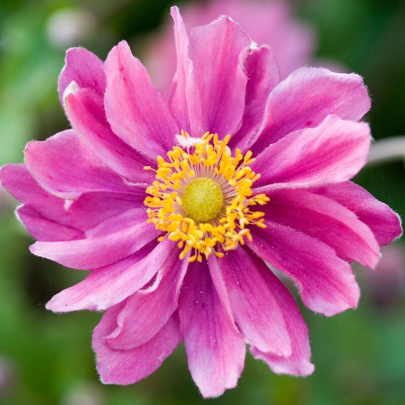 Plantogallery Anemone the admiral Double Pink Imported Flower Bulbs Size 7/8