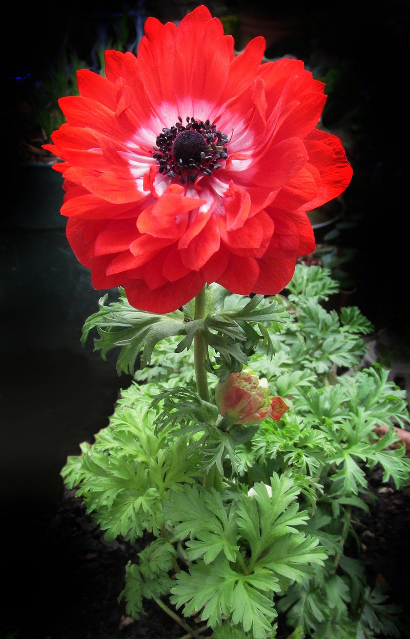 Plantogallery Anemone Governor Imported Flower Bulbs Size 7/8