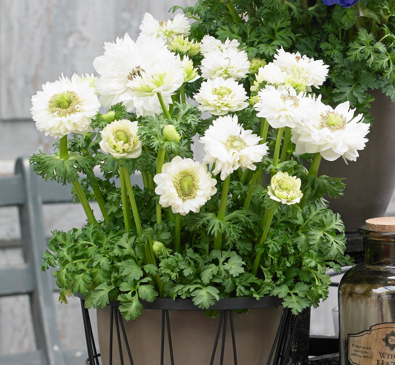 Plantogallery Anemone Harmony Double White Imported Flower Bulbs Size 7/8