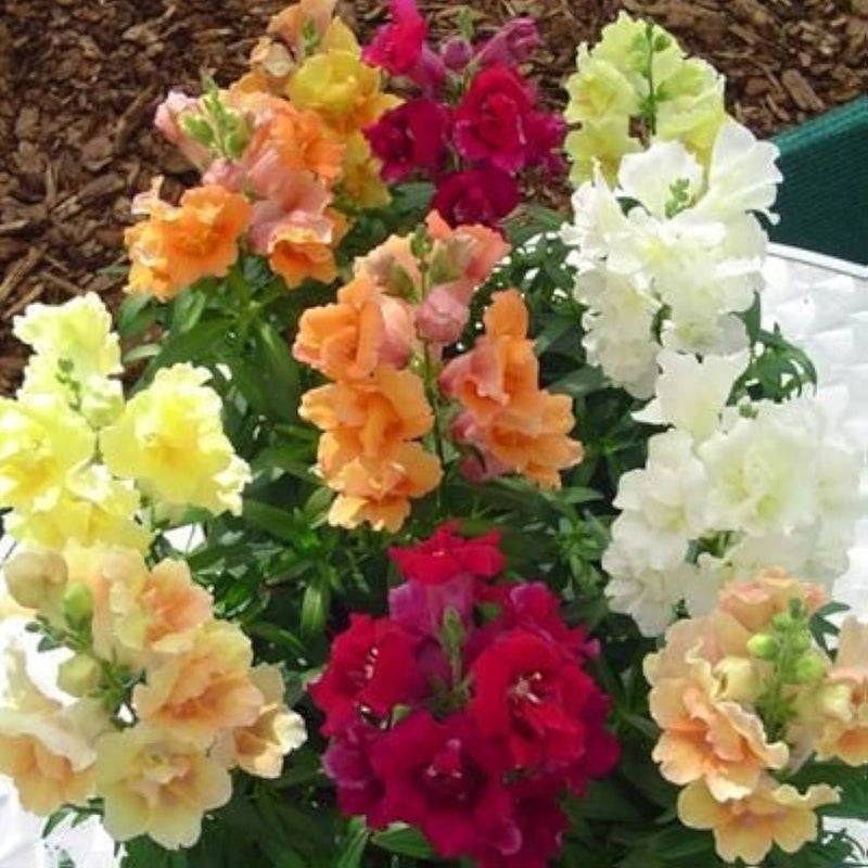 Antirhhinum Twinny (Double) Mix Flower Imported 20 Seeds