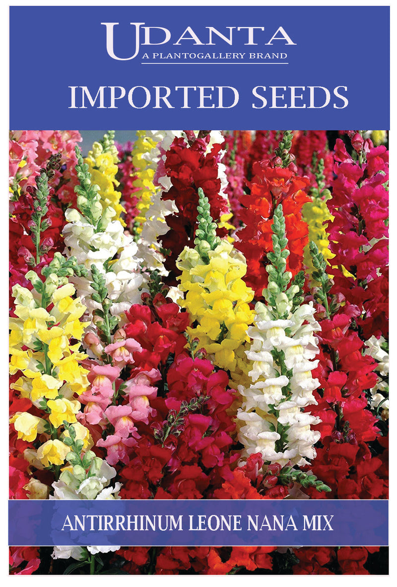 Udanta Imported Flower Seeds - Antirrhinum Bocca Di Leone Nana Flower Seeds For Summer Season - Qty 2Gm (Mix) Pack of 5 Pkt