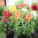 Antirrhinum Snaptini Mix Flower Imported 20 Seeds