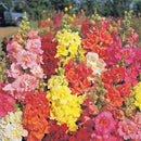 Antirrhinum (Semi-Tall) Madame Butterfly Mix Flower Imported 20 Seeds