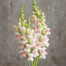 Antirrhinum majus F1 Opus Apple blossom Flower Imported 20 Seeds