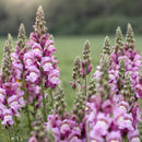 Antirrhinum majus F1 Opus Lavender Flower Imported 20 Seeds