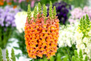 Antirrhinum majus F1 Overture Orange Flower Imported 20 Seeds