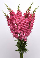 Antirrhinum majus F1 Overture Pink Flower Imported 20 Seeds