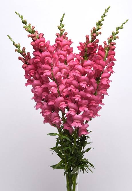 Antirrhinum majus F1 Overture Pink Flower Imported 20 Seeds