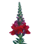 Antirrhinum majus F1 Overture Red Flower Imported 20 Seeds