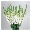 Antirrhinum majus F1 Overture White Flower Imported 20 Seeds