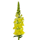 Antirrhinum majus F1 Overture Yellow Flower Imported 20 Seeds