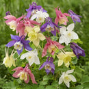 Aquilegia Spring Magic Mix Flower Imported 20 Seeds