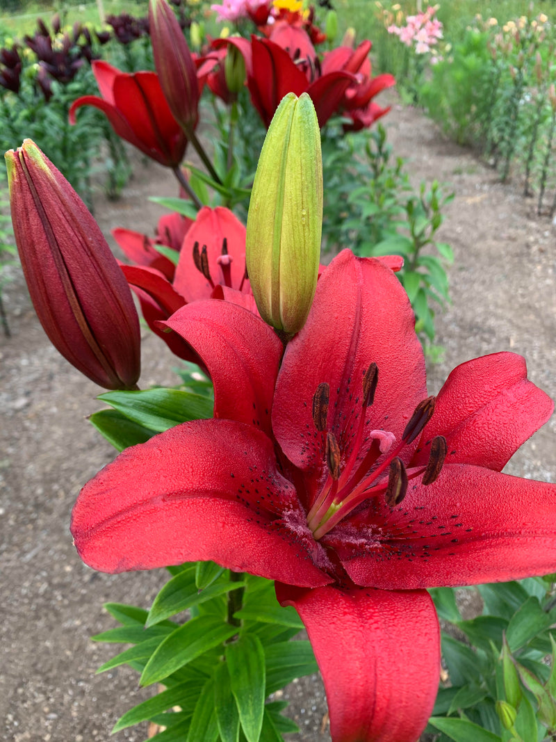 Plantogallery Asiatic Lily Forza Red Flower Bulbs Size 12/14