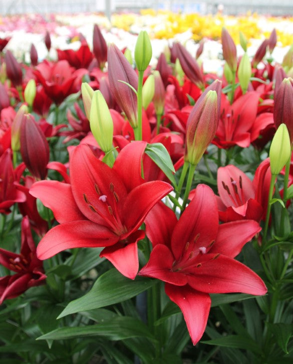 Plantogallery Asiatic Lily Forza Red Flower Bulbs Size 12/14