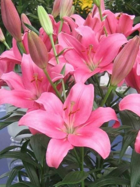 Plantogallery Asiatic Lily Indian Summerset Flower Bulbs Size 12/14